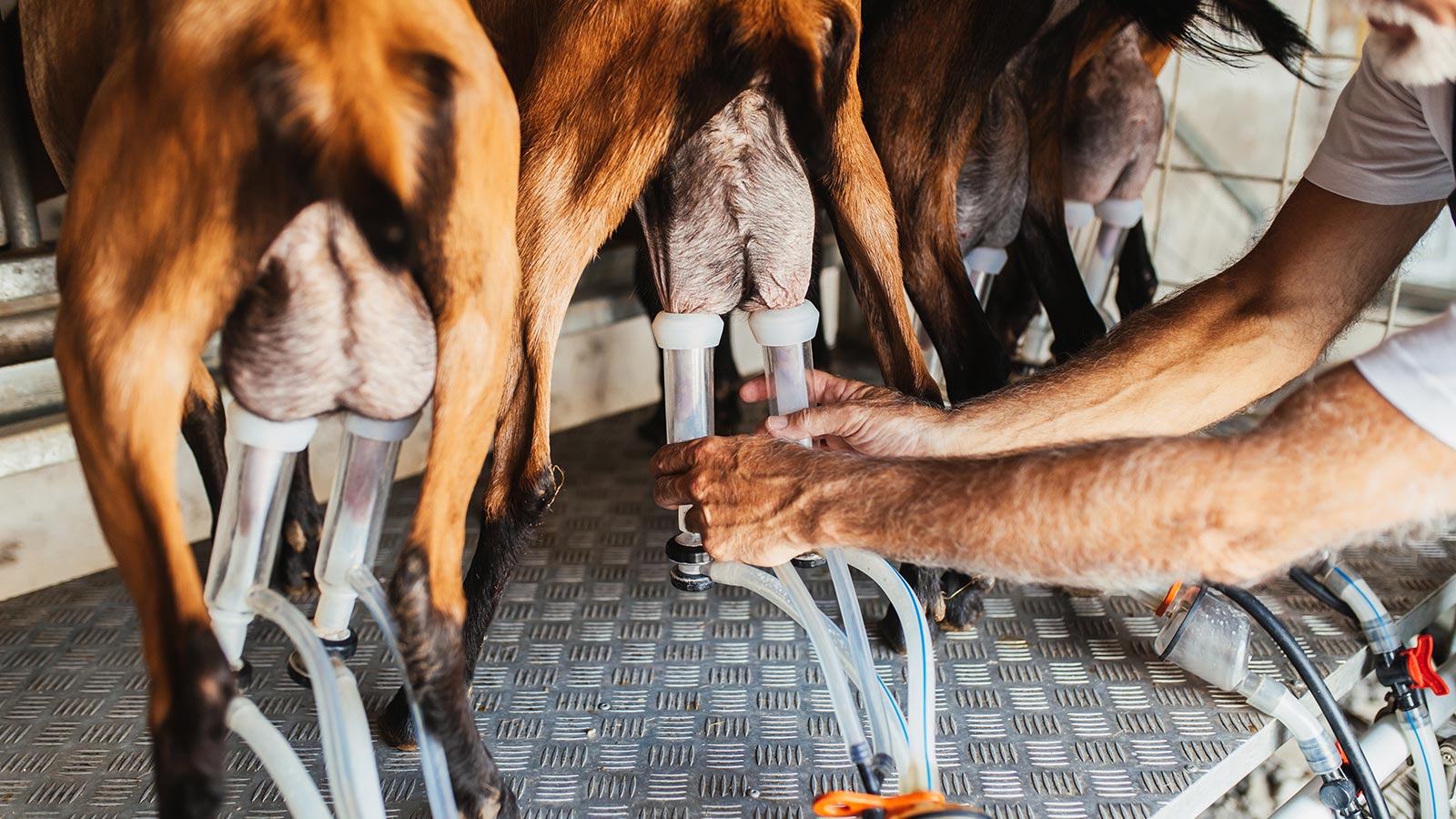 Alergia leche de cabra
